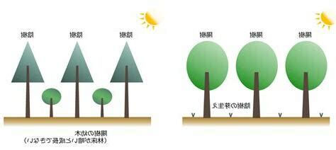 陽樹 陰樹 形狀圖
